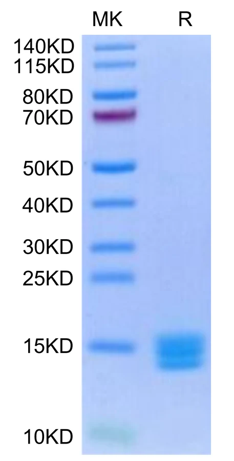TGFB3-HB001 Bis-Tris-PAGE-white result
