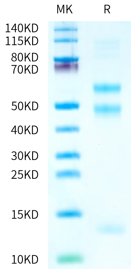 TGFB3-HB002 Bis-Tris-PAGE-white result
