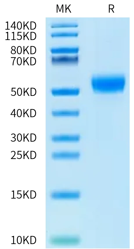 TGFBR1-HB001 Bis-Tris-PAGE-white result