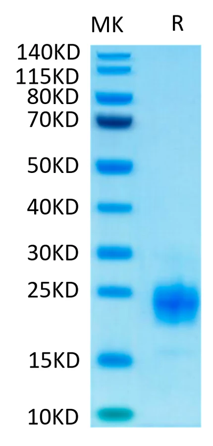 TIGIT-HB004 Bis-Tris-PAGE-white result