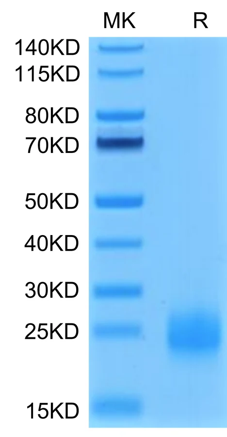 TIGIT-HP001 Bis-Tris-PAGE-white result