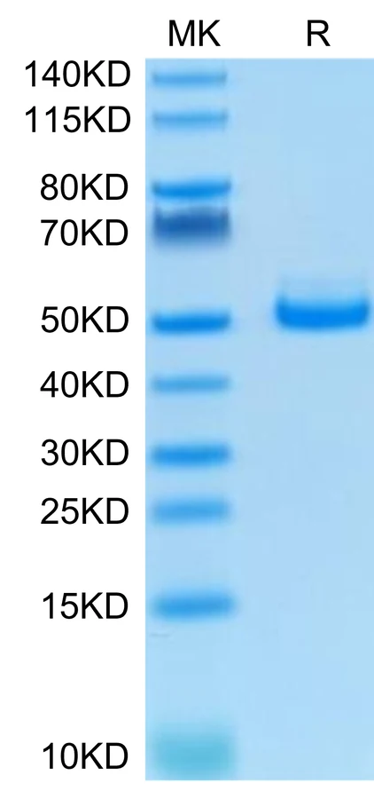 TIGIT-HP003 Bis-Tris-PAGE-white result