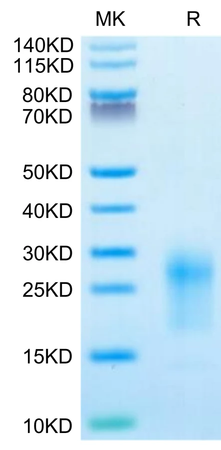 TIGIT-MP001 Bis-Tris-PAGE-white result