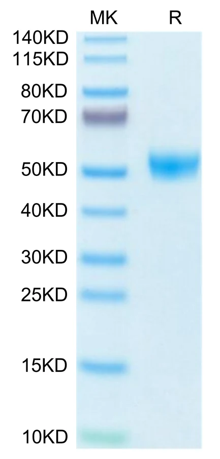 TIGIT-MP003 Bis-Tris-PAGE-white result