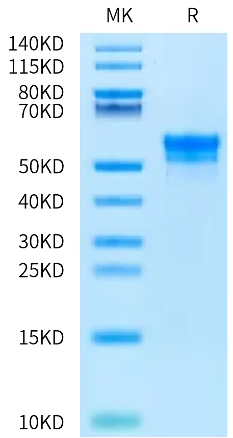 TIGIT-RP002 Bis-Tris-PAGE-white result