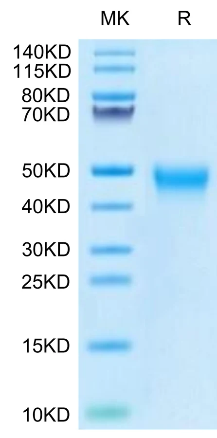TIM3-HB001 Bis-Tris-PAGE-white result