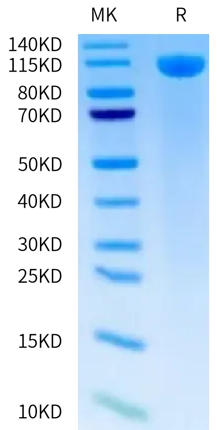 TLR3-HB001 Bis-Tris-PAGE-white result