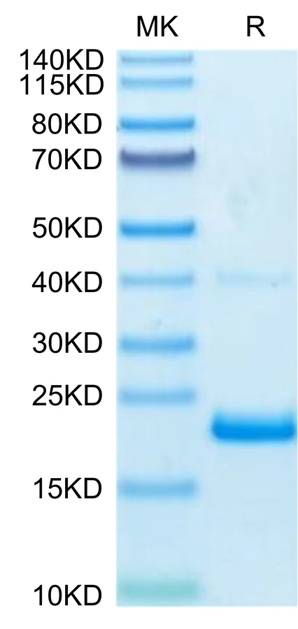 TNF-HB001 Bis-Tris-PAGE-white result