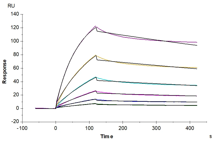 TNF-HB001 SPR result