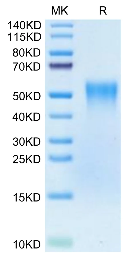 TNFR2-HB001 Bis-Tris-PAGE-white result