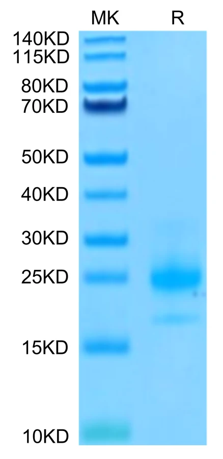 TNFRSF10A-HB001 Bis-Tris-PAGE-white result