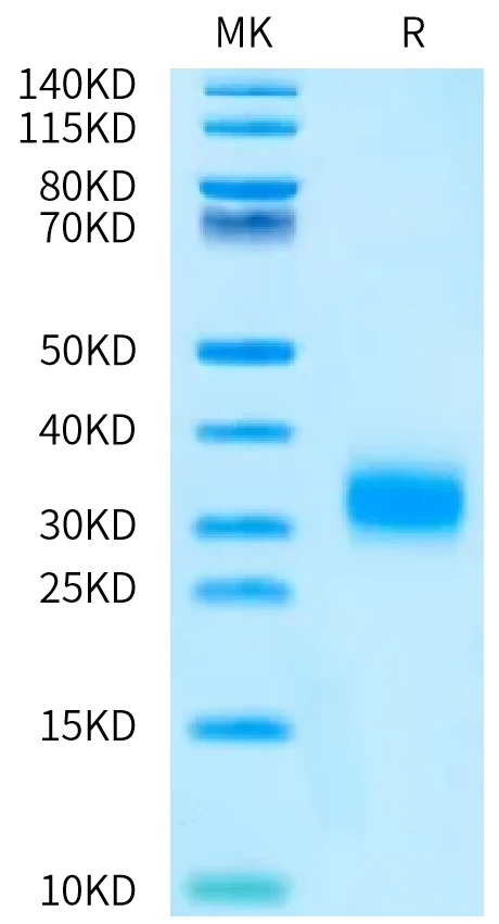 TNFRSF10B-CB001 Bis-Tris-PAGE-white result