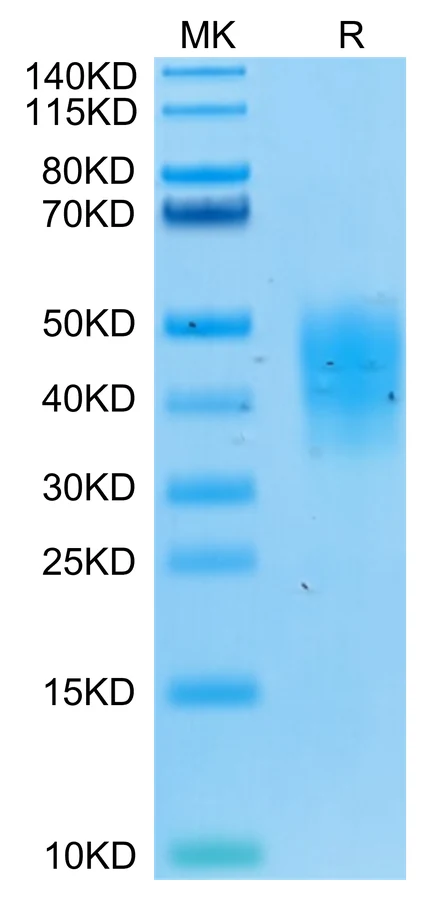 TNFRSF10D-HB001 Bis-Tris-PAGE-white result