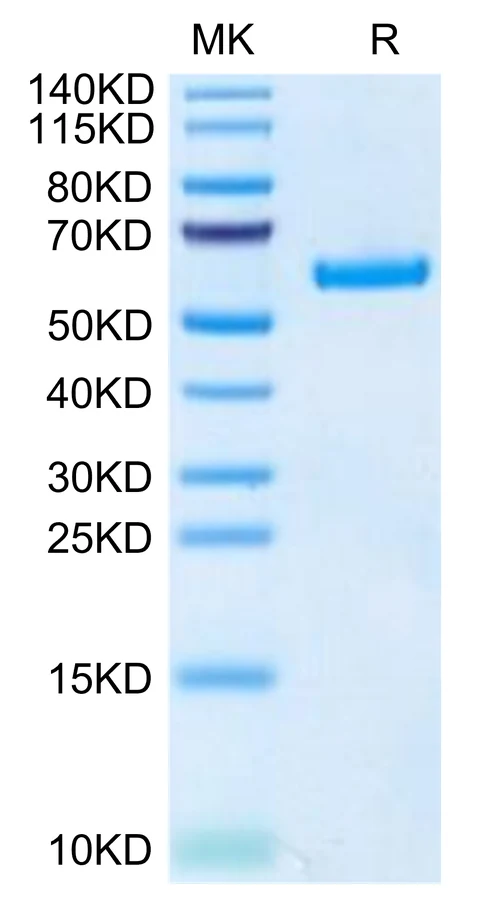 TNFRSF11A-HF001 Bis-Tris-PAGE-white result