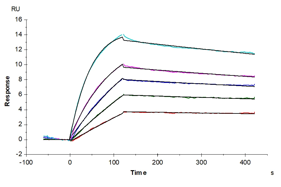 TNFRSF12A-HF001 SPR result