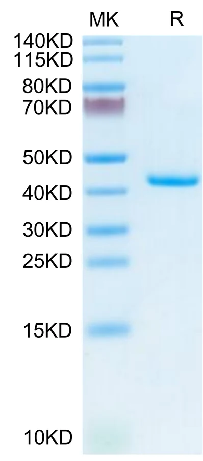 TNFRSF12A-MF001 Bis-Tris-PAGE-white result