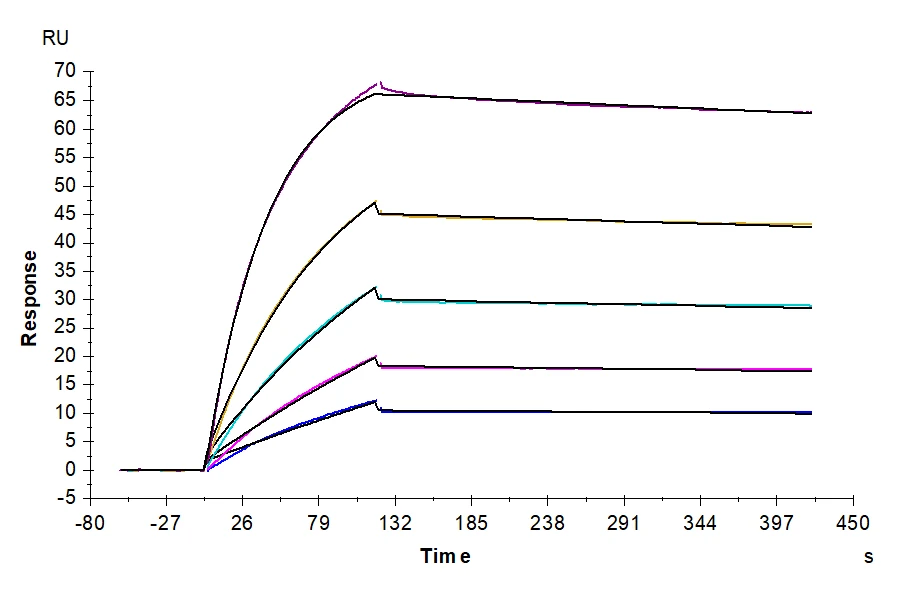 TNFRSF12A-MF001 SPR result