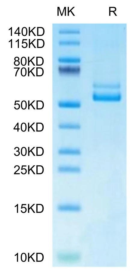 TNFSF12-HF001 Bis-Tris-PAGE-white result