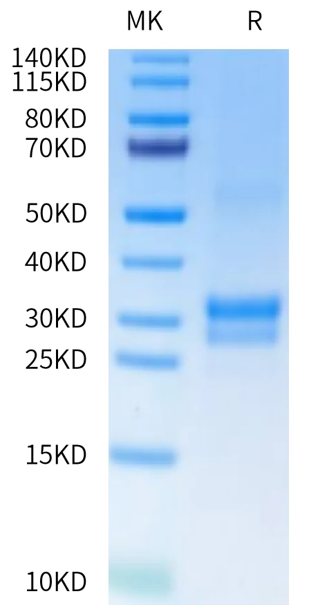 TNFSF15-CP001 Bis-Tris-PAGE-white result