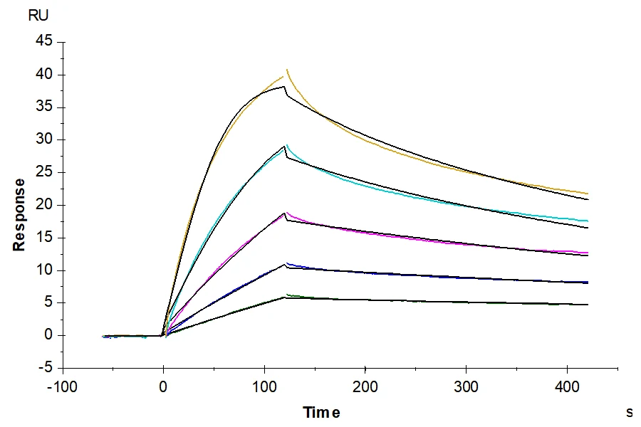 TNFSF15-CP001 SPR result