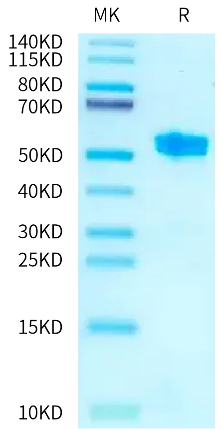 TNFSF15-CP002 Bis-Tris-PAGE-white result