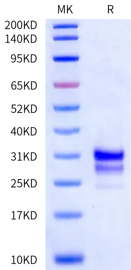 TNFSF15-DP001 Bis-Tris-PAGE-white result