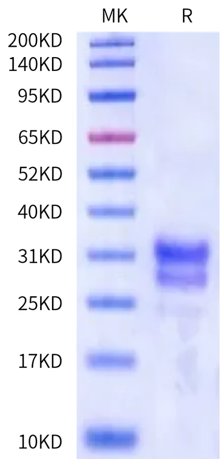 TNFSF15-FP001 Bis-Tris-PAGE-white result