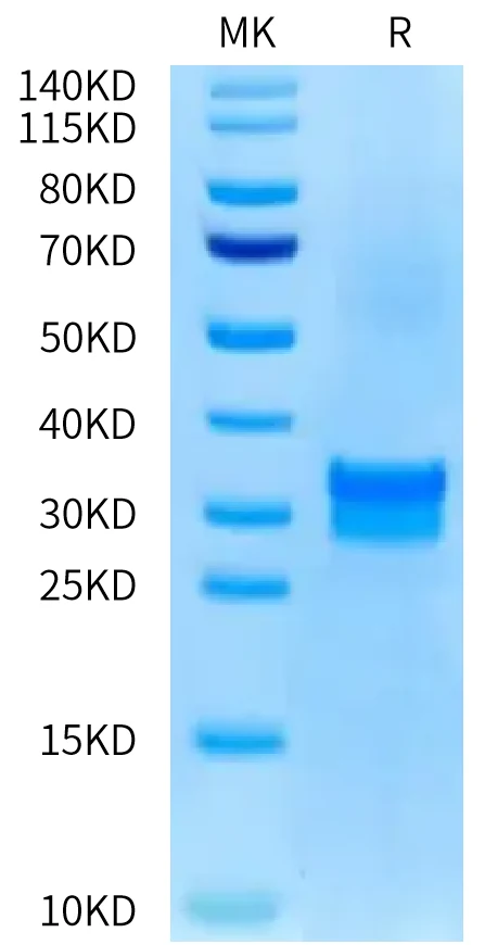TNFSF15-HB001 Bis-Tris-PAGE-white result