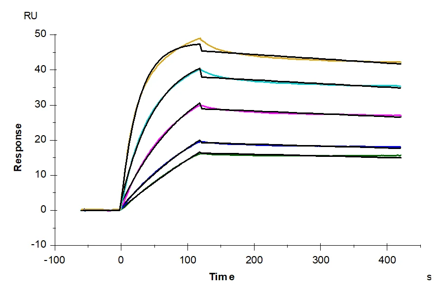 TNFSF15-HB001 SPR result