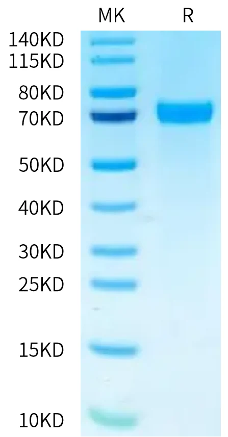 TNFSF15-HB002 Bis-Tris-PAGE-white result