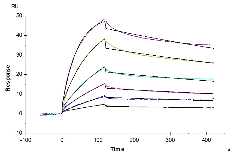 TNFSF15-HB002 SPR result