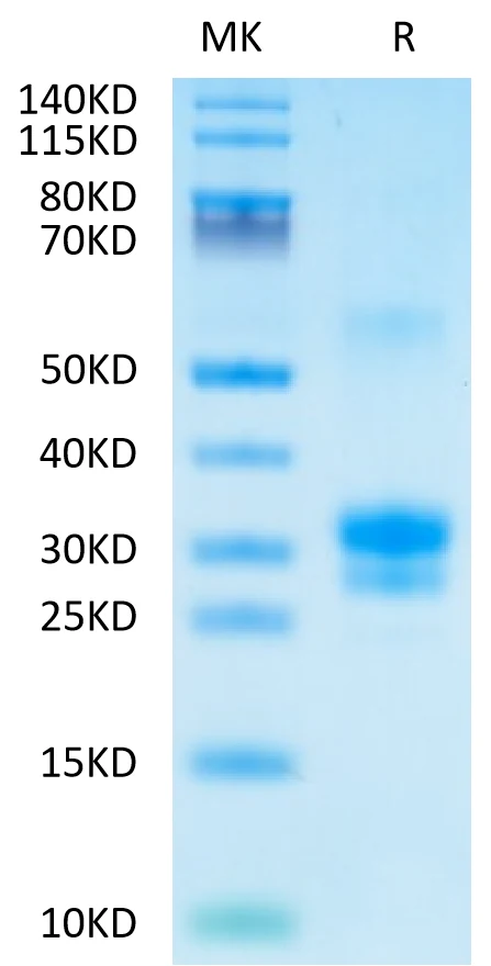 TNFSF15-HP001 Bis-Tris-PAGE-white result