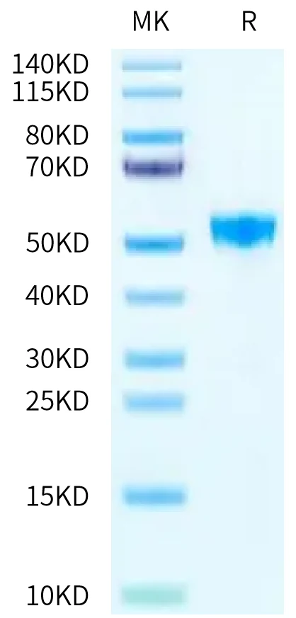 TNFSF15-HP002 Bis-Tris-PAGE-white result