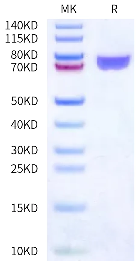TNFSF15-HP005 Bis-Tris-PAGE-white result