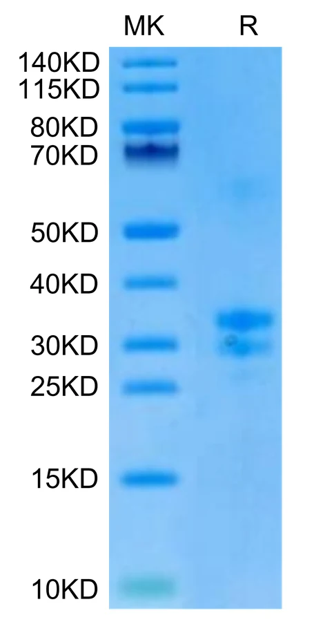 TNFSF15-MB001 Bis-Tris-PAGE-white result