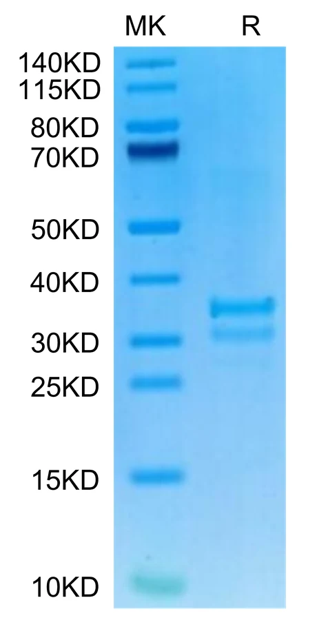 TNFSF15-MP001 Bis-Tris-PAGE-white result