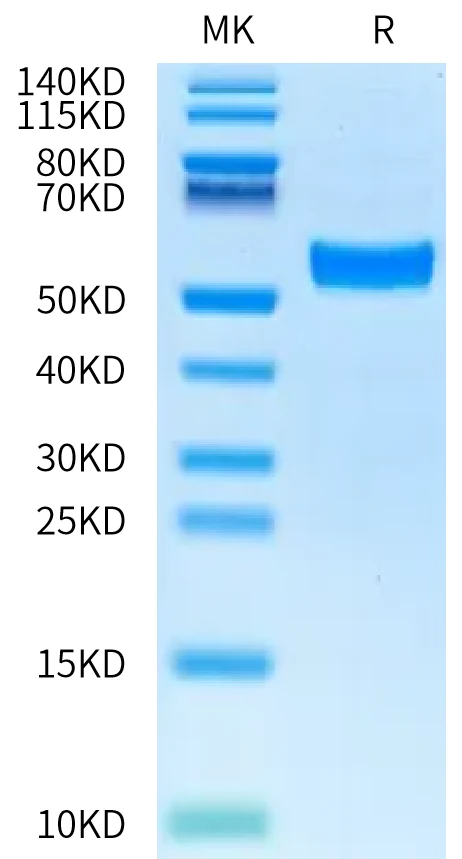 TNFSF15-MP002 Bis-Tris-PAGE-white result