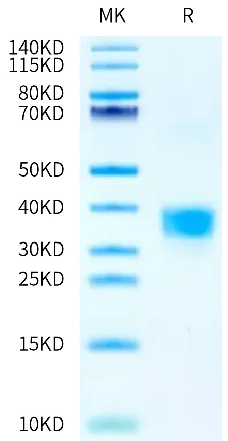 TNFSF15-RP001 Bis-Tris-PAGE-white result