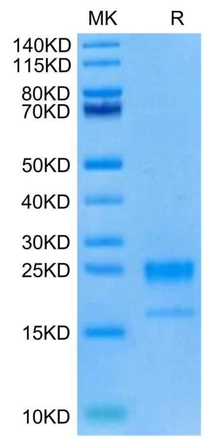 TNFSF18-CP001 Bis-Tris-PAGE-white result