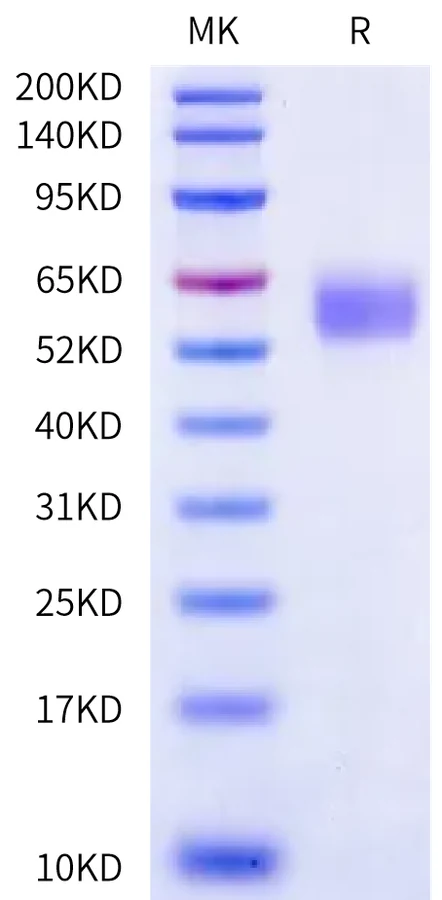 TNFSF18-HP001 Bis-Tris-PAGE-white result