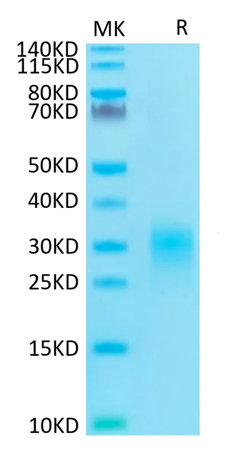 TNFSF6-HP001 Bis-Tris-PAGE result