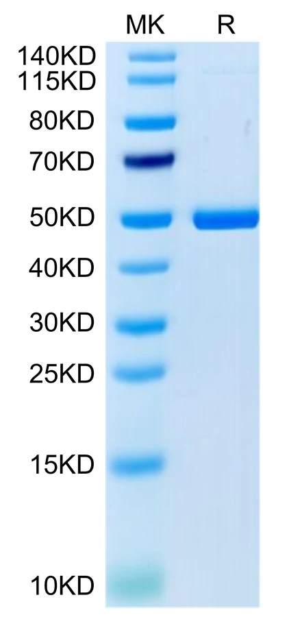 TNFSF9-CF001 Bis-Tris-PAGE-white result