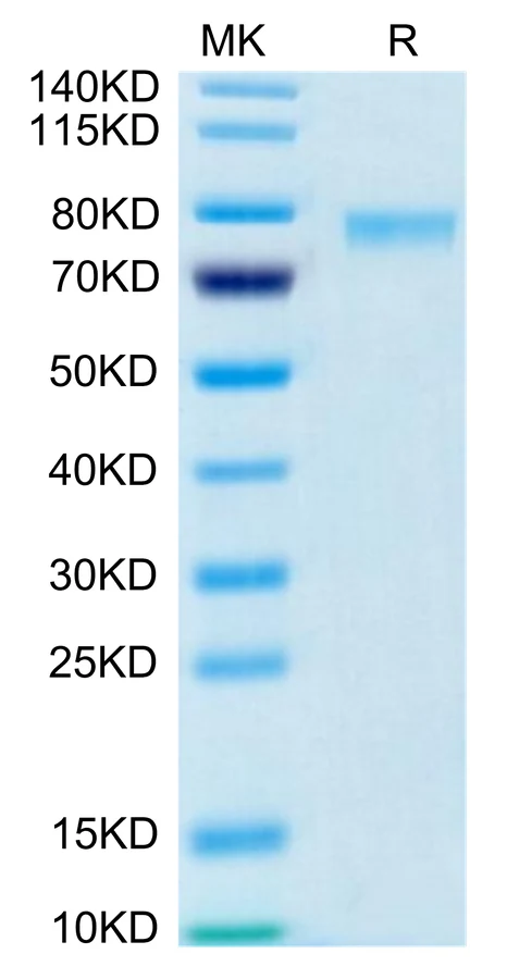 TNFSF9-HB001 Bis-Tris-PAGE-white result