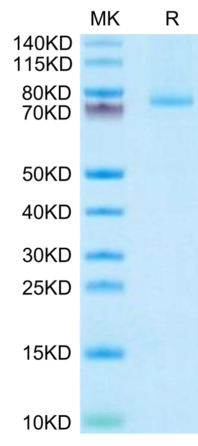 TNFSF9-HF001 Bis-Tris-PAGE-white result