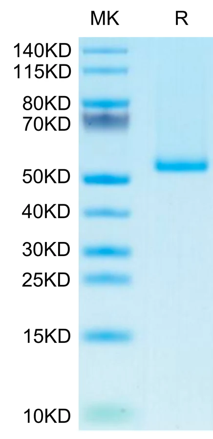 TNFSF9-HP001 Bis-Tris-PAGE-white result