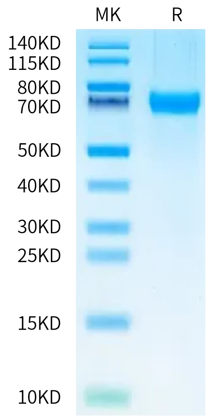 TNFSF9-MF001 Bis-Tris-PAGE-white result