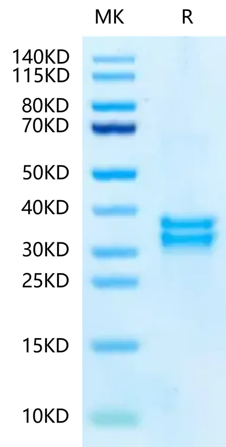 TPA-MF001 Bis-Tris-PAGE-white result