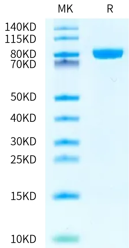 TRANSFERRIN-HB001 Bis-Tris-PAGE-white result