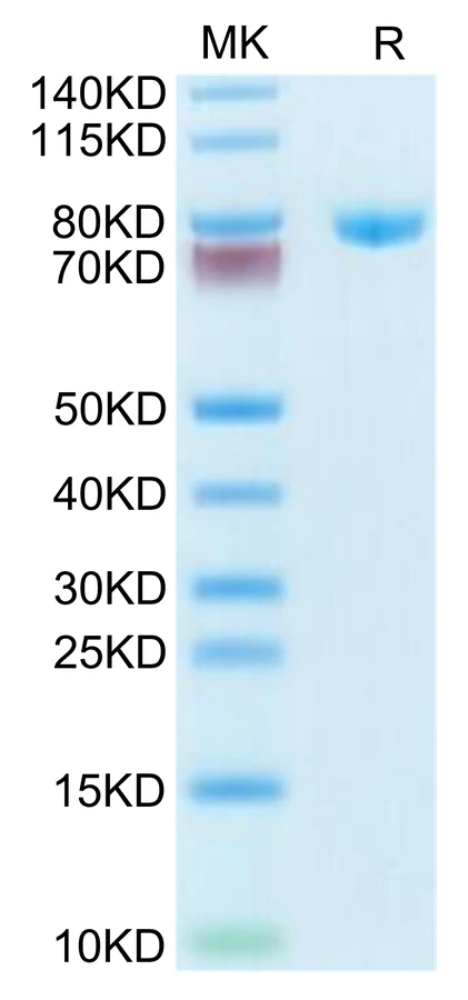 TRANSFERRIN-HP001 Bis-Tris-PAGE-white result