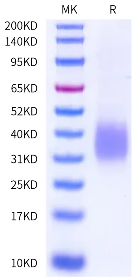 TREM2-HB001 Bis-Tris-PAGE-white result